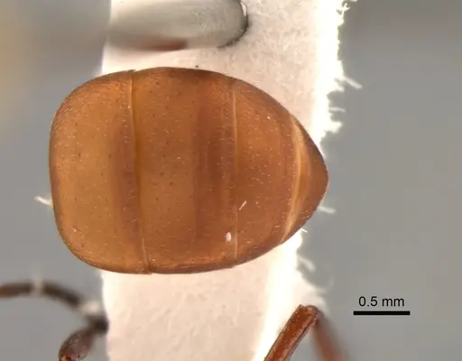 Camponotus rectangularis - CASENT0882311