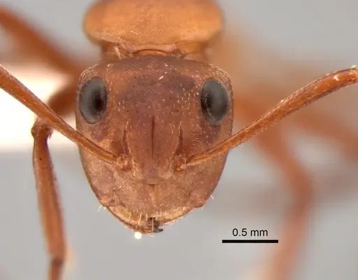 Camponotus rectangularis - CASENT0882311