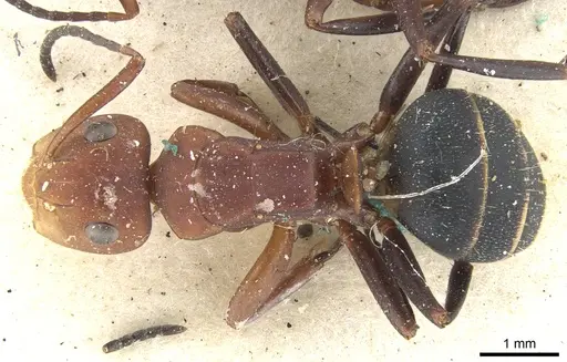 Camponotus rectangularis - CASENT0903645