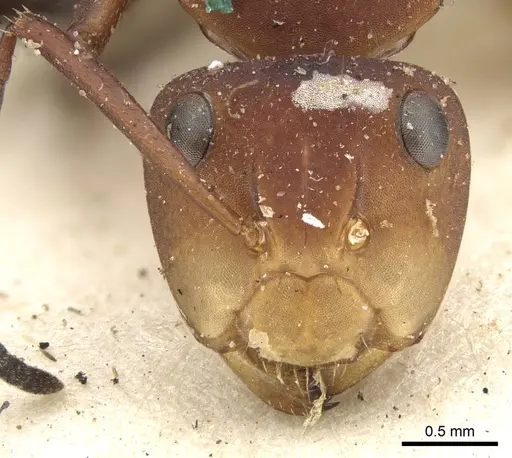 Camponotus rectangularis - CASENT0903645