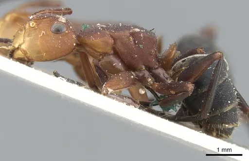 Camponotus rectangularis - CASENT0903645