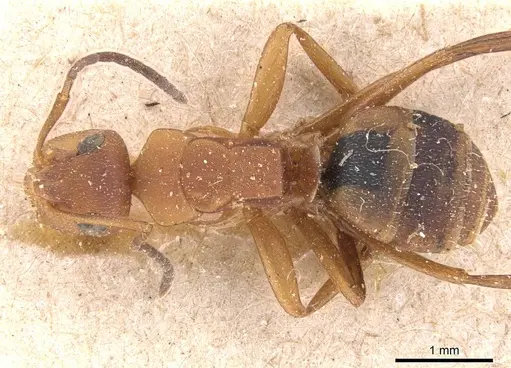 Camponotus rectangularis - CASENT0905527