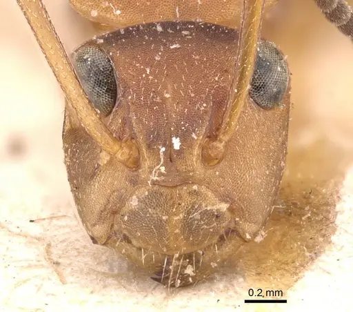 Camponotus rectangularis - CASENT0905527