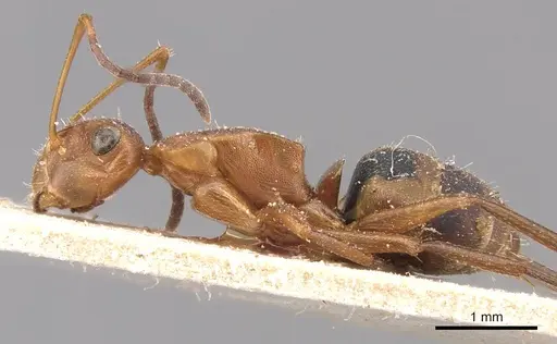 Camponotus rectangularis - CASENT0905527