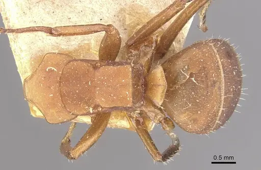 Camponotus rectangularis - CASENT0910743