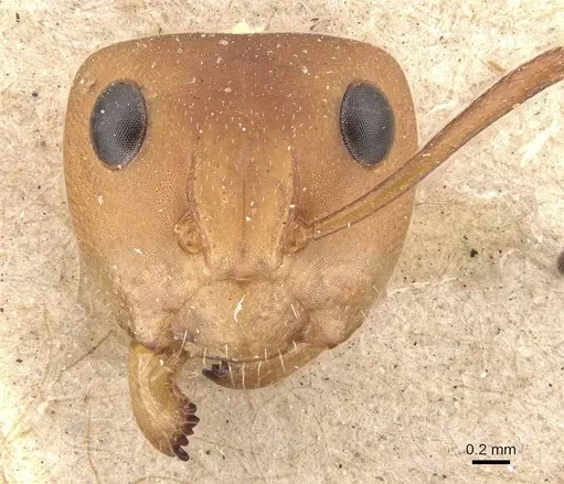 Camponotus rectangularis - CASENT0910743