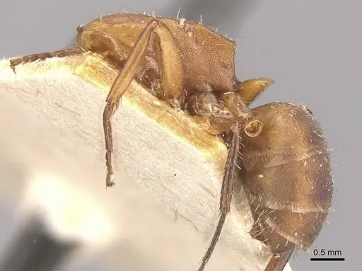 Camponotus rectangularis - CASENT0910743