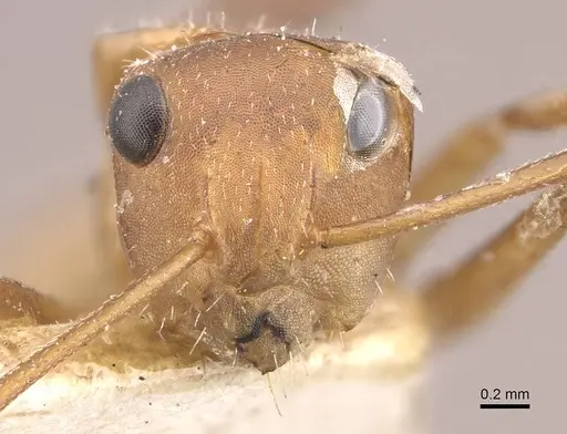 Camponotus rectangularis - CASENT0910744