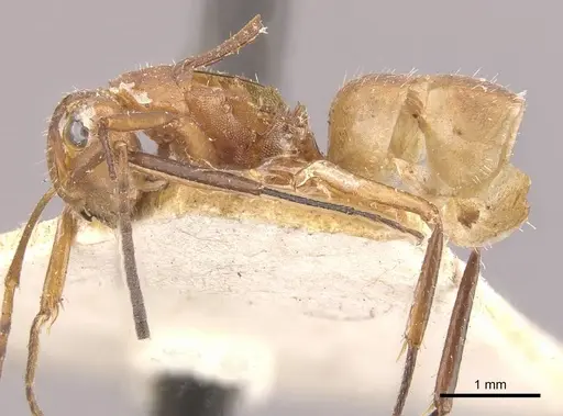 Camponotus rectangularis - CASENT0910744