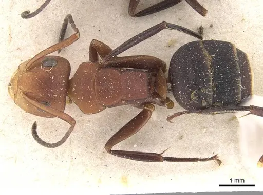 Camponotus rectangularis - CASENT0910745