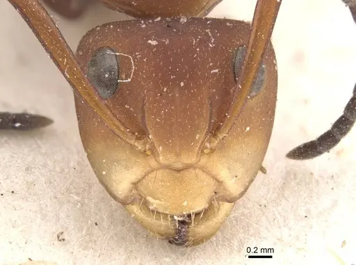 Camponotus rectangularis - CASENT0910745