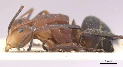 Camponotus rectangularis - CASENT0910745