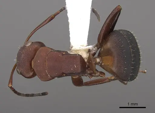 Camponotus rectangularis - CASENT0923114