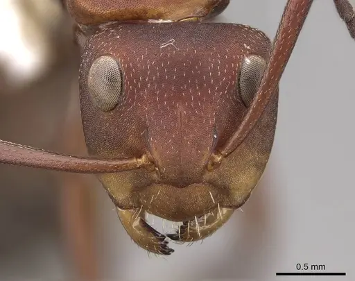 Camponotus rectangularis - CASENT0923114