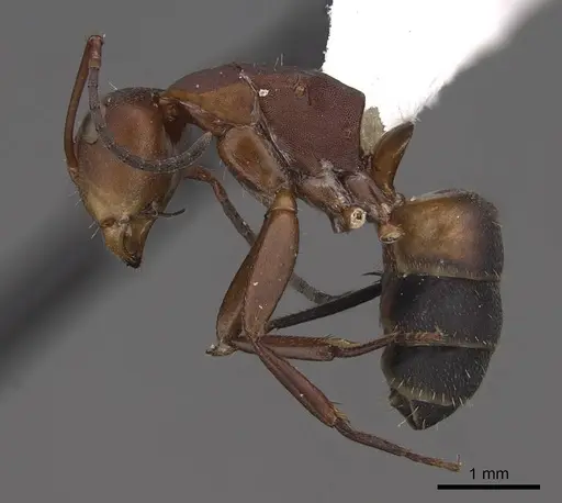 Camponotus rectangularis - CASENT0923114