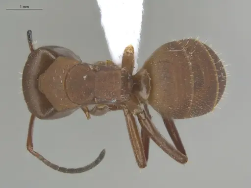 Camponotus rectangularis - ECOFOG-BUG-2385-05