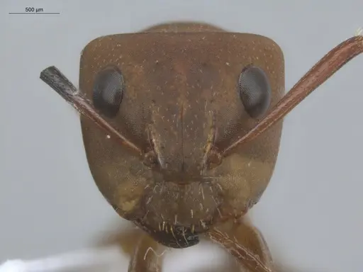 Camponotus rectangularis - ECOFOG-BUG-2385-05