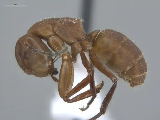 Camponotus rectangularis - ECOFOG-BUG-2385-05