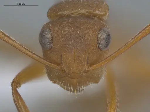Camponotus rectangularis - ECOFOG-BUG-2490-08