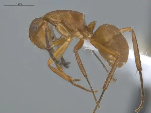 Camponotus rectangularis - ECOFOG-BUG-2490-08