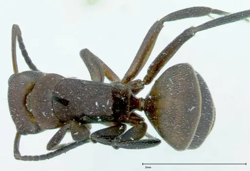 Camponotus rectangularis - FOCOL0005