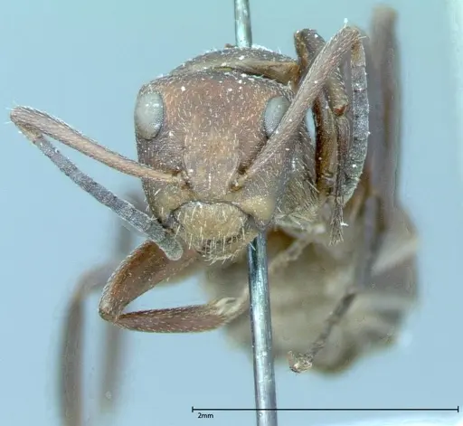 Camponotus rectangularis - FOCOL0005