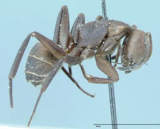 Camponotus rectangularis - FOCOL0005