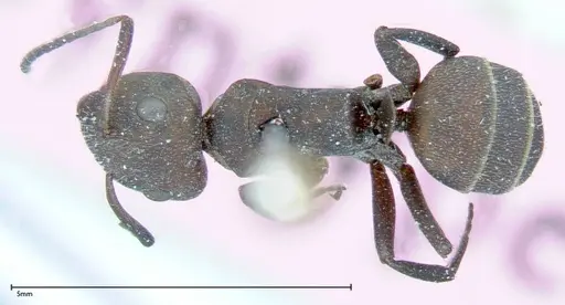 Camponotus rectangularis - FOCOL0006