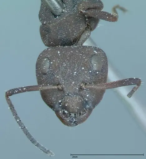 Camponotus rectangularis - FOCOL0006