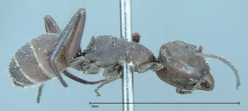 Camponotus rectangularis - FOCOL0006