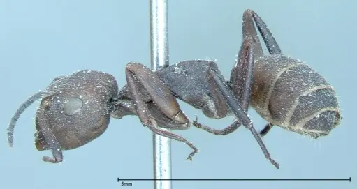 Camponotus rectangularis - FOCOL0006