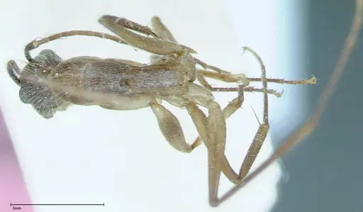 Camponotus rectangularis - FOCOL0007