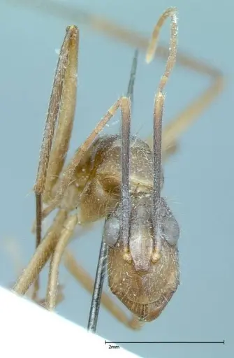 Camponotus rectangularis - FOCOL0007