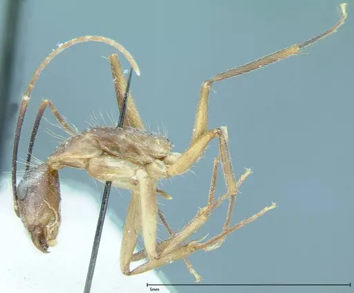 Camponotus rectangularis - FOCOL0007