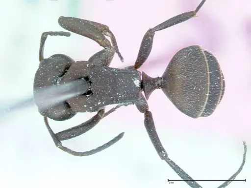 Camponotus rectangularis - FOCOL0013
