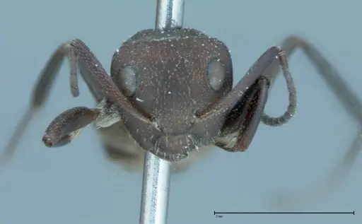 Camponotus rectangularis - FOCOL0013