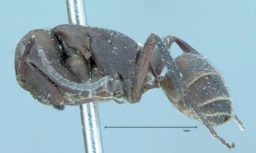 Camponotus rectangularis - FOCOL0013