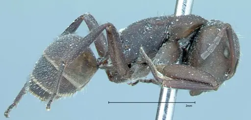 Camponotus rectangularis - FOCOL0013