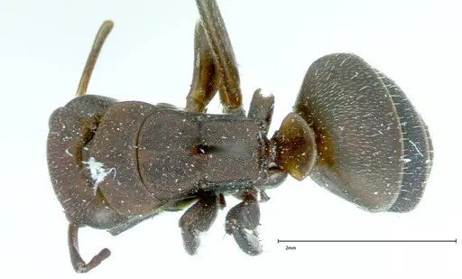 Camponotus rectangularis - FOCOL0014