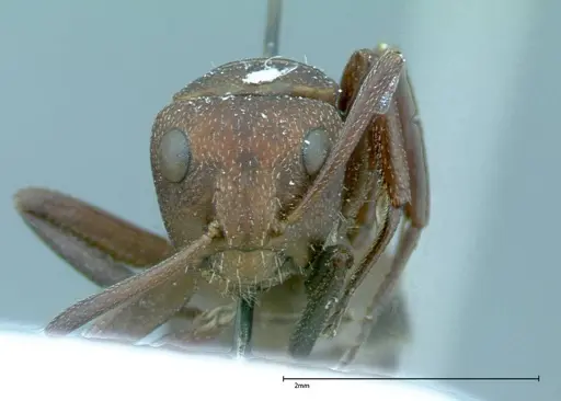 Camponotus rectangularis - FOCOL0014