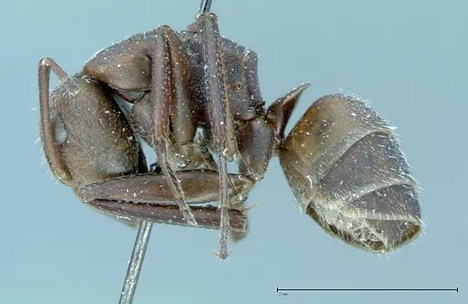 Camponotus rectangularis - FOCOL0014