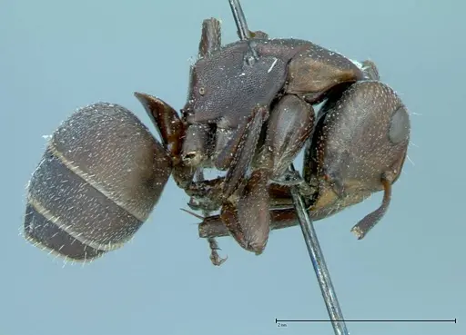 Camponotus rectangularis - FOCOL0014