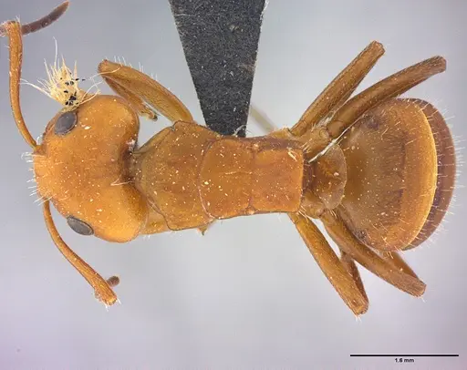 Camponotus rectangularis - LABSEI