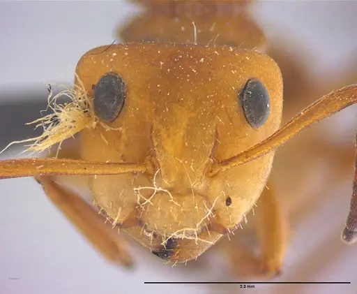 Camponotus rectangularis - LABSEI