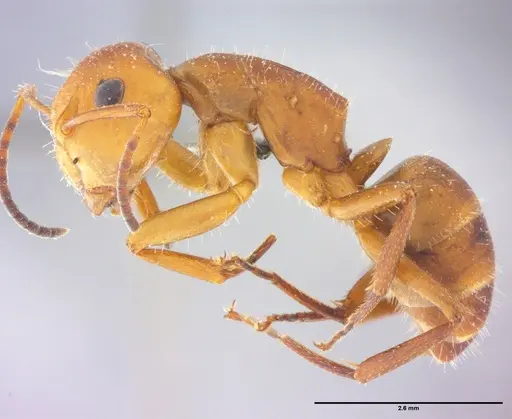 Camponotus rectangularis - LABSEI