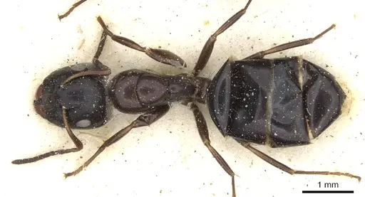 Camponotus reevei specimen