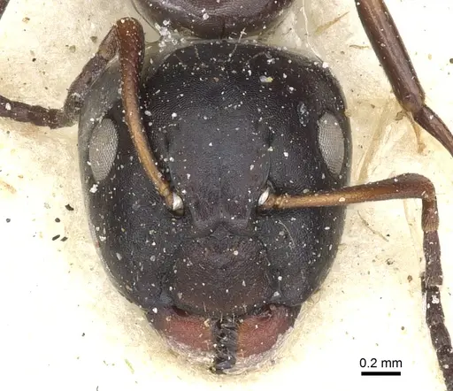 Camponotus reevei specimen