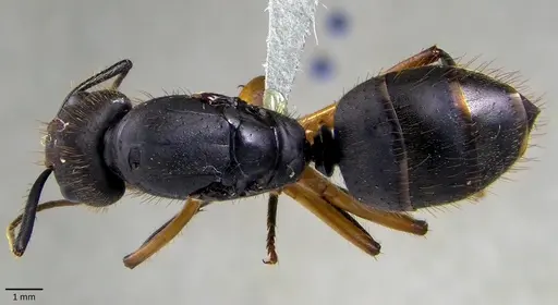 Camponotus renggeri specimen