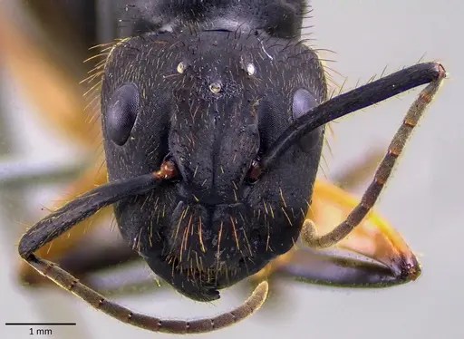 Camponotus renggeri specimen