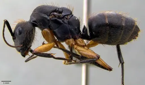 Camponotus renggeri specimen